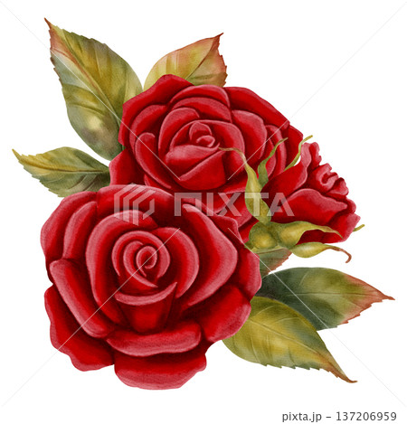 Watercolor illustration of a red rose arrangement with leaves. Hand-drawn floral bouquet for romantic designs, greeting cards, wedding invitations, posters, and packaging. Watercolor illustration of a red rose arrangement with leaves. Hand-drawn floral bouquet for romantic designs, greeting cards, wedding invitations, posters, and packaging. 137206959