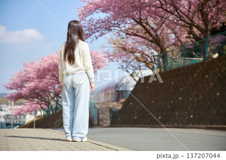 満開の桜を見上げる20代の女性の後ろ姿 137207044