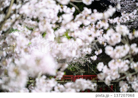 三重県　津市　偕楽公園の夜桜 137207068
