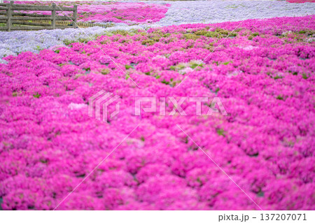 三重県　志摩市　志摩市観光農園の芝桜　春のイメージ 137207071