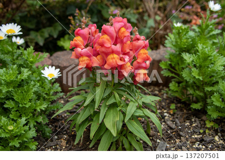 赤いキンギョソウ(金魚草) 赤いキンギョソウ(金魚草) 137207501