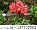赤いキンギョソウ（金魚草） 137207502