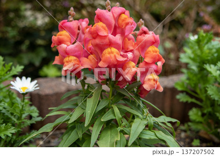 赤いキンギョソウ（金魚草） 137207502