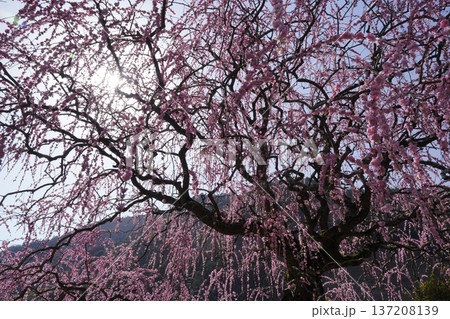 満開の枝垂れ紅梅 満開の枝垂れ紅梅 137208139