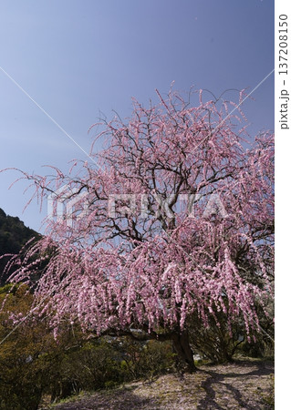 満開の枝垂れ紅梅 137208150