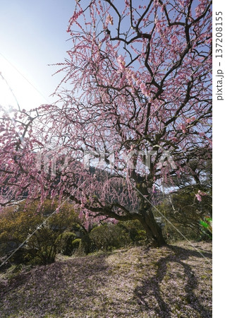 満開の枝垂れ紅梅 137208155