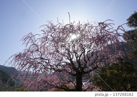 満開の枝垂れ紅梅 137208162