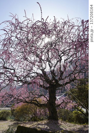 満開のしだれ桜 137208164