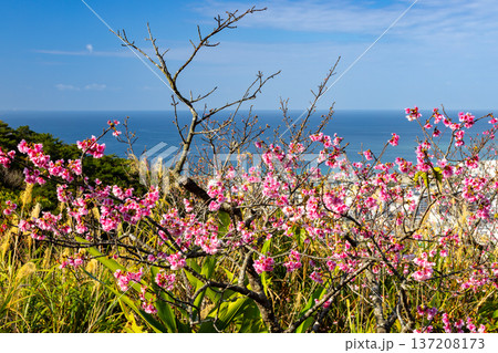 沖縄県名護市名護　名護城公園さくらの園の早咲きの琉球寒緋桜と眼下の青い名護湾と街の景色 137208173