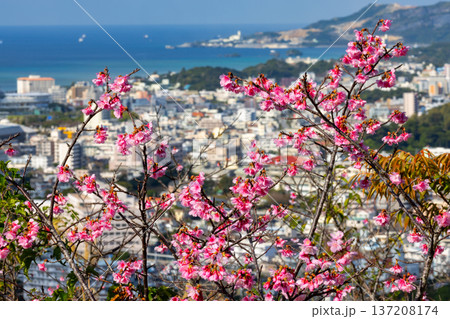 沖縄県名護市名護 名護城公園さくらの園の早咲きの琉球寒緋桜と眼下の青い名護湾と街の景色 沖縄県名護市名護 名護城公園さくらの園の早咲きの琉球寒緋桜と眼下の青い名護湾と街の景色 137208174