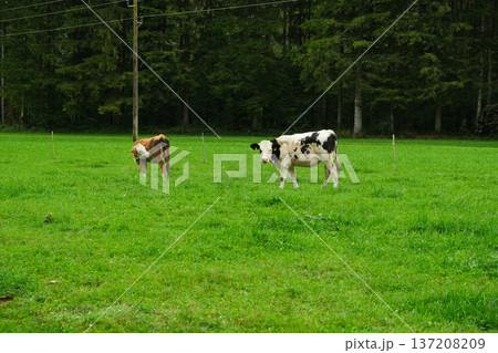 Brown and White Calves Grazing in Idyllic Countryside Landscape 137208209