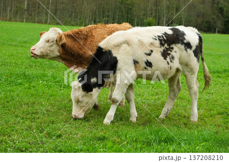 Brown and White Calves Grazing in Idyllic Countryside Landscape Brown and White Calves Grazing in Idyllic Countryside Landscape 137208210