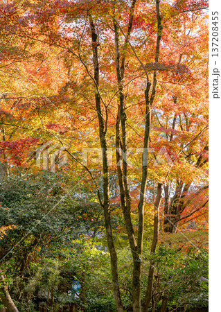京都 東山泉涌寺 来迎院 茶室 含翆軒(大石内蔵助が建立)から見る(含翆庭の紅葉)もみじ 京都 東山泉涌寺 来迎院 茶室 含翆軒(大石内蔵助が建立)から見る(含翆庭の紅葉)もみじ 137208455