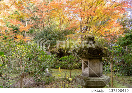 京都　東山泉涌寺　来迎院　茶室　含翆軒（大石内蔵助が建立）から見る（含翆庭の紅葉）石灯籠ともみじ 137208459
