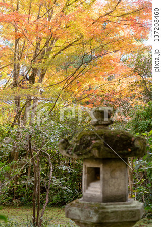 京都 東山泉涌寺 来迎院 茶室 含翆軒(大石内蔵助が建立)から見る(含翆庭の紅葉)石灯籠ともみじ 京都 東山泉涌寺 来迎院 茶室 含翆軒(大石内蔵助が建立)から見る(含翆庭の紅葉)石灯籠ともみじ 137208460