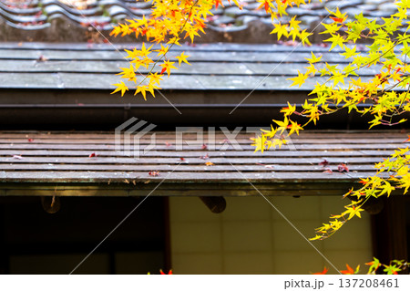 京都 東山泉涌寺 来迎院 客殿と紅葉のもみじ 京都 東山泉涌寺 来迎院 客殿と紅葉のもみじ 137208461