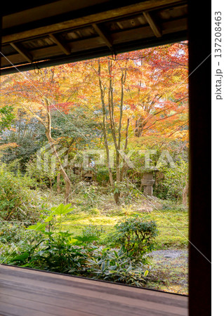 京都　東山泉涌寺　来迎院　客殿から見る　含翆庭の紅葉　もみじ 137208463