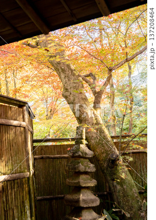 京都 東山泉涌寺 来迎院 客殿から見る 含翆庭の紅葉 もみじ 京都 東山泉涌寺 来迎院 客殿から見る 含翆庭の紅葉 もみじ 137208464