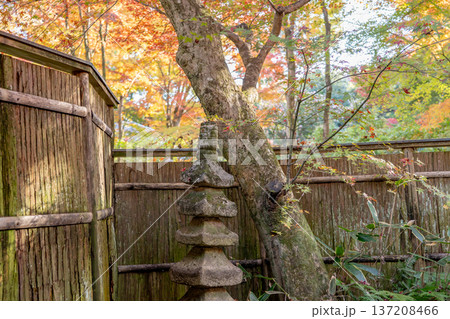 京都 東山泉涌寺 来迎院 客殿から見る 含翆庭の紅葉 もみじ 京都 東山泉涌寺 来迎院 客殿から見る 含翆庭の紅葉 もみじ 137208466