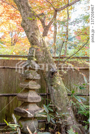 京都 東山泉涌寺 来迎院 客殿から見る 含翆庭の紅葉 もみじ 京都 東山泉涌寺 来迎院 客殿から見る 含翆庭の紅葉 もみじ 137208467
