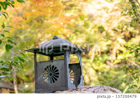 京都　東山泉涌寺　来迎院　含翆庭の灯籠と紅葉のもみじ 137208479