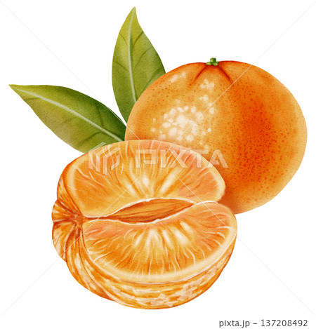 A composition of peeled and unpeeled mandarins. Watercolor illustration of a tangerine with green leaves. Citrus fruit. Ideal for New Year designs, packaging, menus, branding, and food product design 137208492