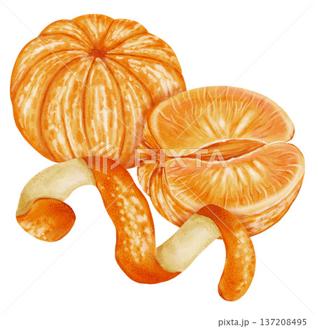 Composition of tangerines. Watercolor illustration of peeled and unpeeled mandarins with zest. Citrus fruit. Perfect for New Year designs, packaging, menus, branding, and food design Composition of tangerines. Watercolor illustration of peeled and unpeeled mandarins with zest. Citrus fruit. Perfect for New Year designs, packaging, menus, branding, and food design 137208495