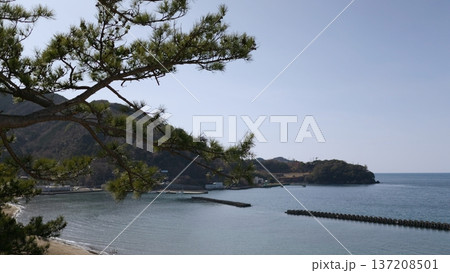 海岸沿いの松の木 海岸沿いの松の木 137208501