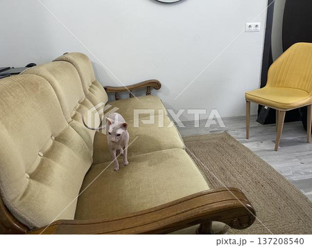 a cat standing on a couch in a living room 137208540