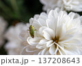 ウスモンミドリカスミカメと白い菊の花 137208643
