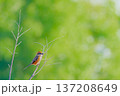 枝にとまる百舌鳥と新緑のグラデーション 137208649