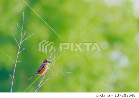 枝にとまる百舌鳥と新緑のグラデーション 137208649