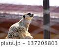 座っているミーアキャット 137208803