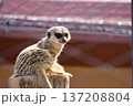 座っているミーアキャット 137208804