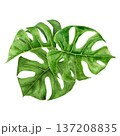 Watercolor illustration of three tropical monstera leaves arranged in layered botanical composition. Hand painted green foliage with detailed veins for summer branding and nature inspired projects 137208835