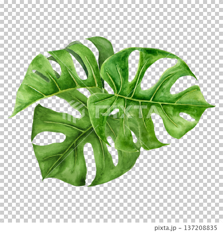 Watercolor illustration of three tropical monstera leaves arranged in layered botanical composition. Hand painted green foliage with detailed veins for summer branding and nature inspired projects Watercolor illustration of three tropical monstera leaves arranged in layered botanical composition. Hand painted green foliage with detailed veins for summer branding and nature inspired projects 137208835