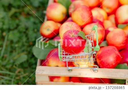 Red apple placed in miniature shopping cart on wooden crate filled with fresh apples in orchard. Red apple placed in miniature shopping cart on wooden crate filled with fresh apples in orchard. 137208865