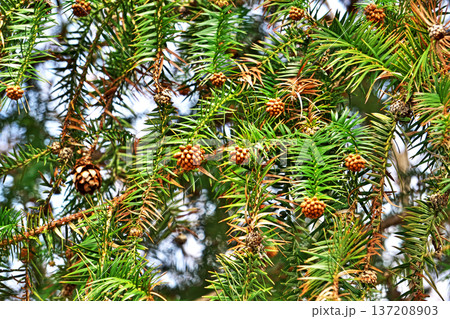 茶色いコウヨウザンの蕾（冬、二月） 137208903