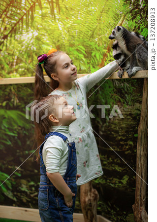 Happy little girl pointing ring tailed lemur wooden railing in tropical indoor zoo with background Happy little girl pointing ring tailed lemur wooden railing in tropical indoor zoo with background 137208913