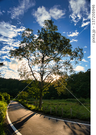 青空に映える一本の木と道路に伸びる長い影が印象的な夏の風景 137208946