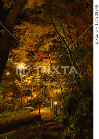 松雲山荘の夜を彩る黄金色の紅葉ライトアップと石畳の散策路 137208948