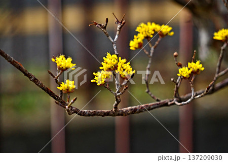 黄色いサンシュユの蕾(冬、二月) 黄色いサンシュユの蕾(冬、二月) 137209030
