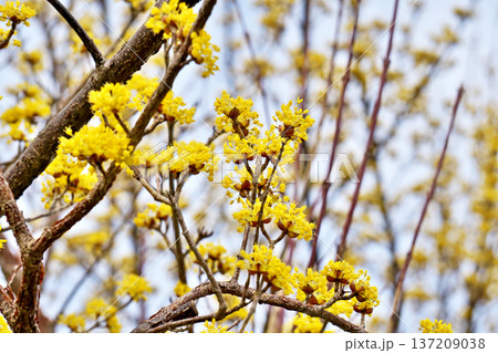 黄色いサンシュユの蕾（冬、二月） 137209038