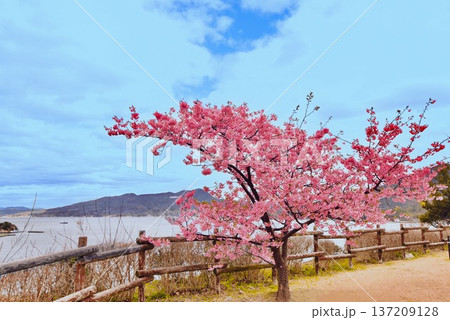 上関城山歴史公園の河津桜8 137209128