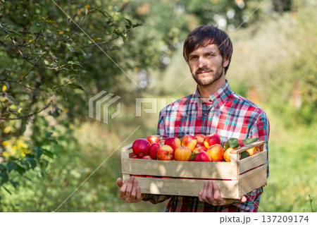 Man holding wooden box filled with red apples standing in green orchard during autumn harvest season 137209174