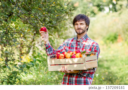 Man holding wooden box filled with red apples standing in green orchard during autumn harvest season 137209181