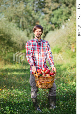 Farmer man holding wicker basket full freshly picked apples orchard during bright autumn harvest 137209185