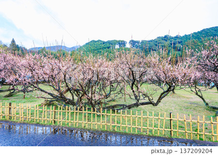 国指定天然記念物　藤川天神の地を這う臥龍梅と梅園 137209204