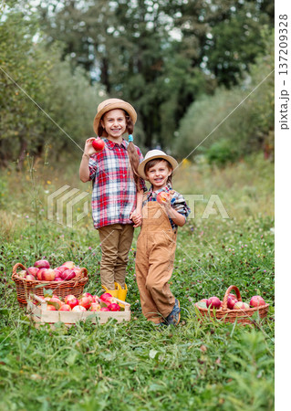 Two children standing with baskets full of red apples in orchard during autumn harvest season Two children standing with baskets full of red apples in orchard during autumn harvest season 137209328
