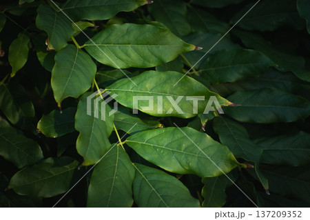 Illuminated leaves in the bush Illuminated leaves in the bush 137209352